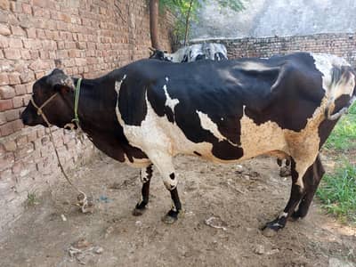 pregnant plus milking