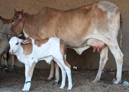 for sale cow