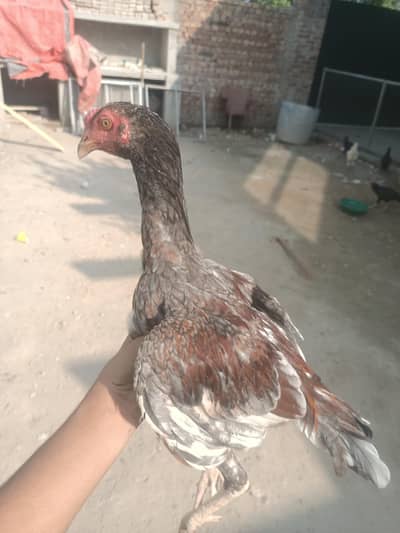 1 male or 6 female available ha