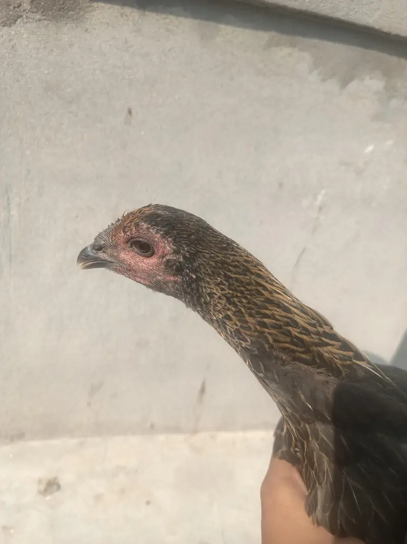 1 male or 6 female available ha — photo 2