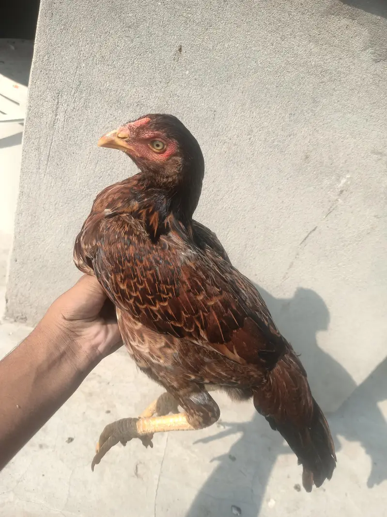 1 male or 6 female available ha — photo 3