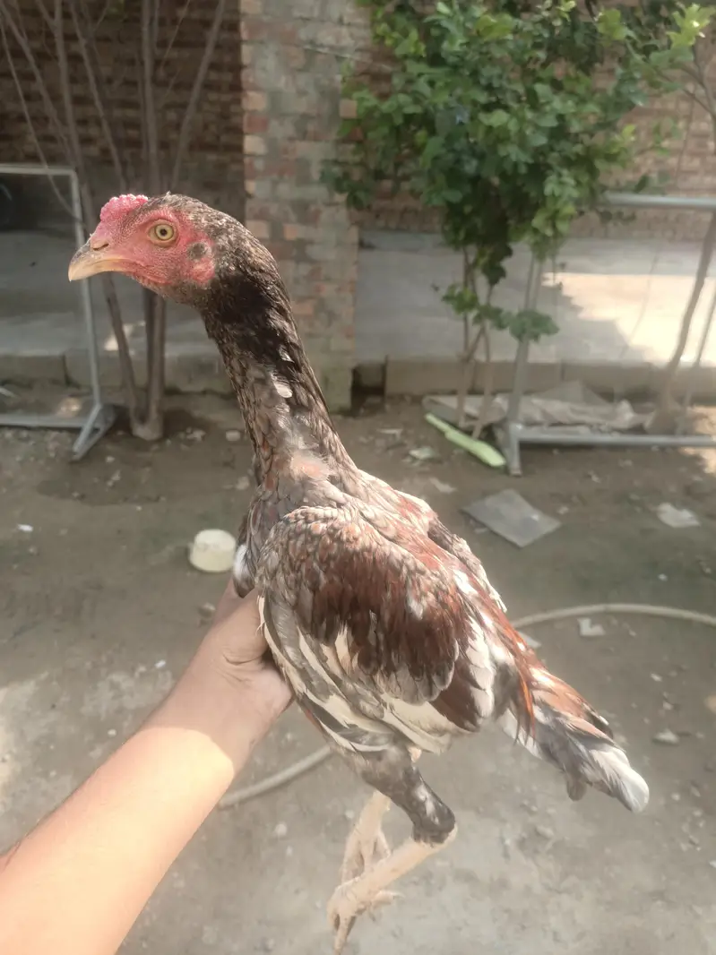 1 male or 6 female available ha — photo 4