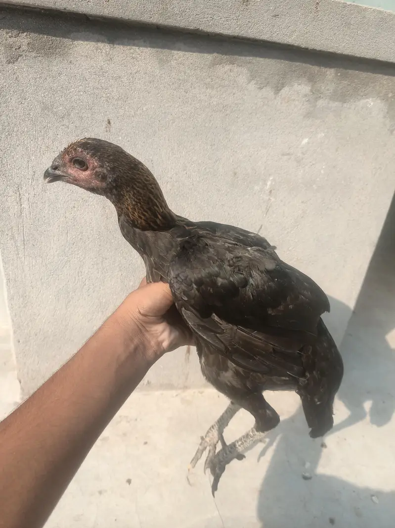 1 male or 6 female available ha — photo 5