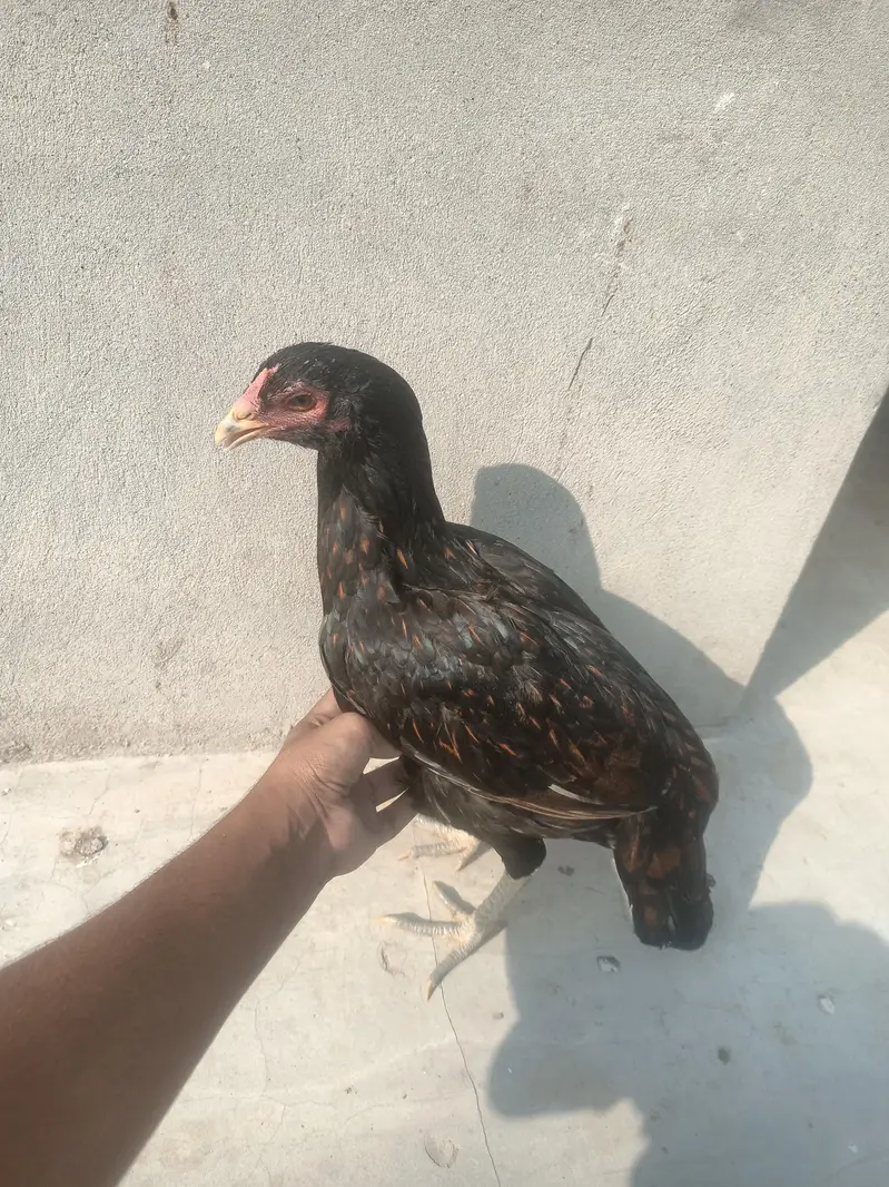 1 male or 6 female available ha — photo 6