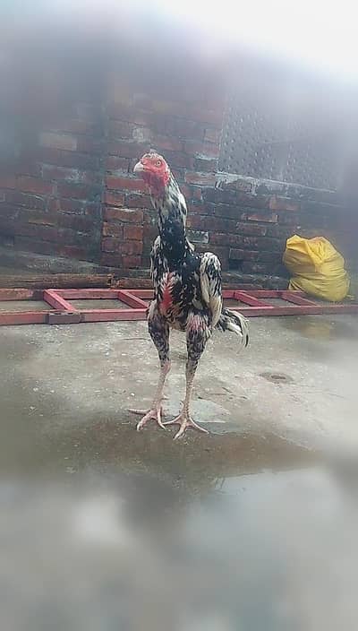 pure pakistani