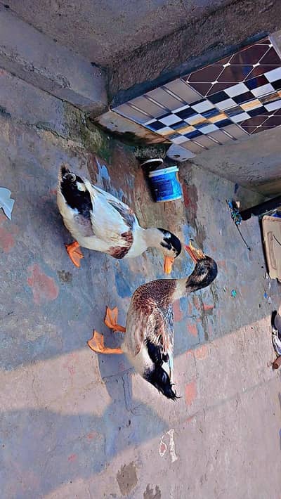 ducks