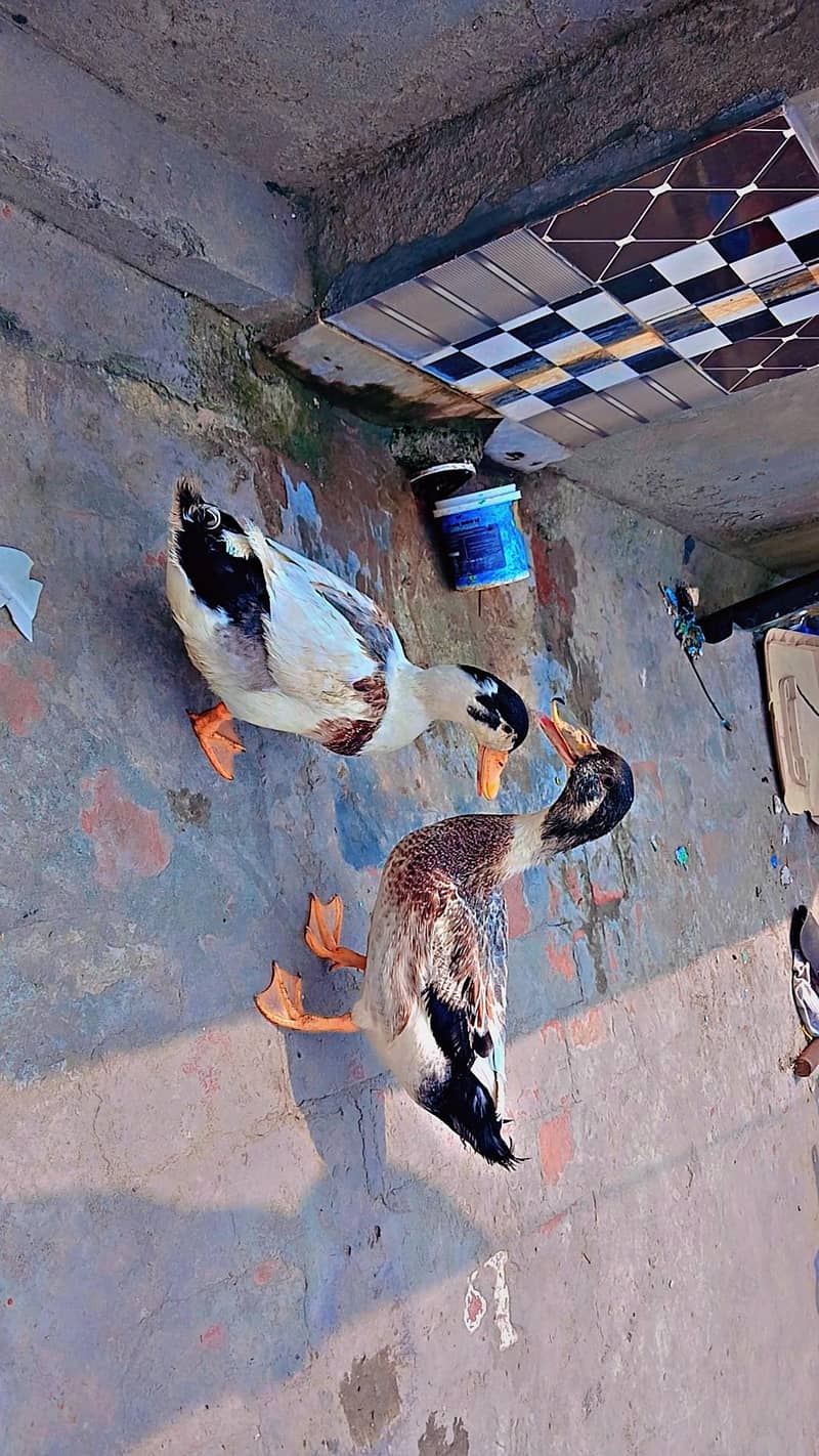 ducks 0