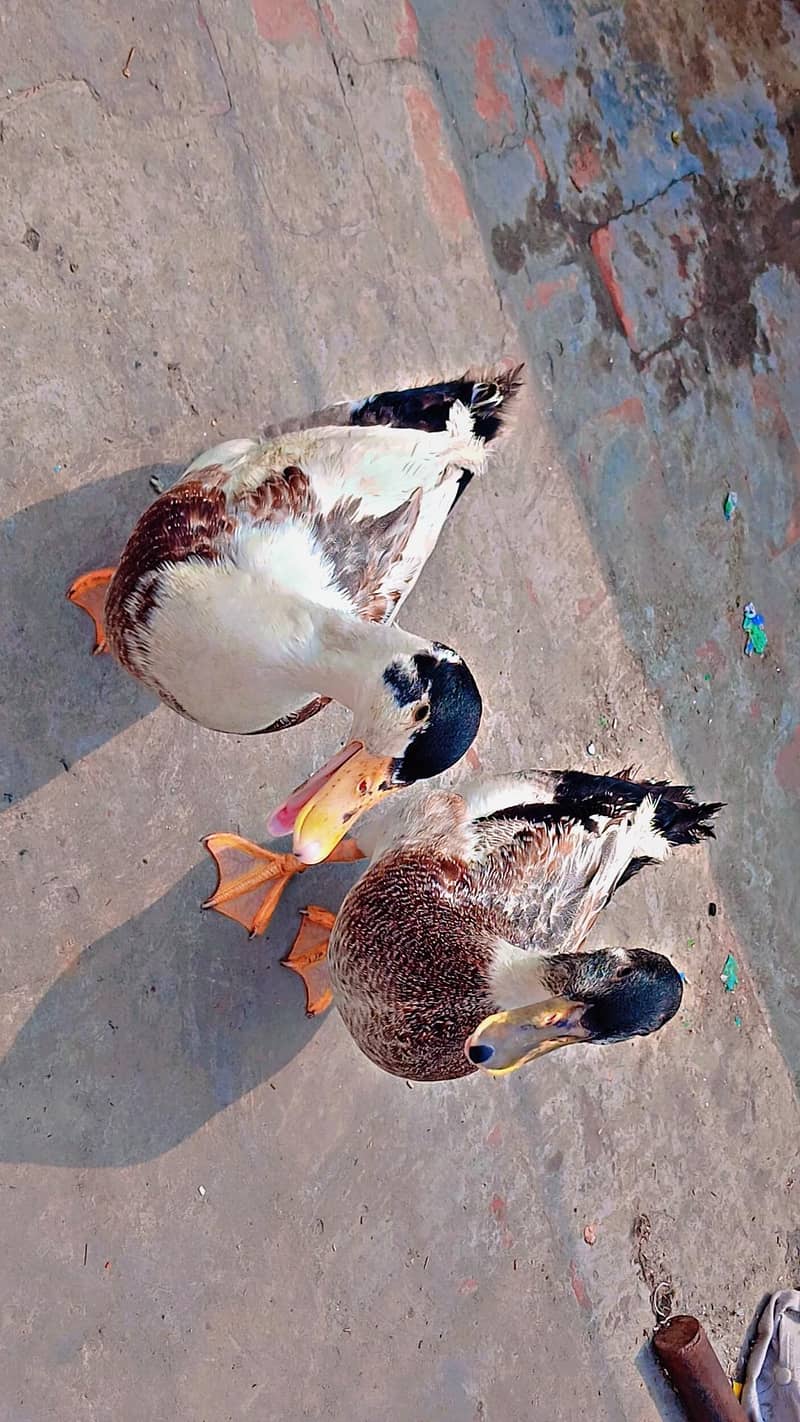 ducks 1