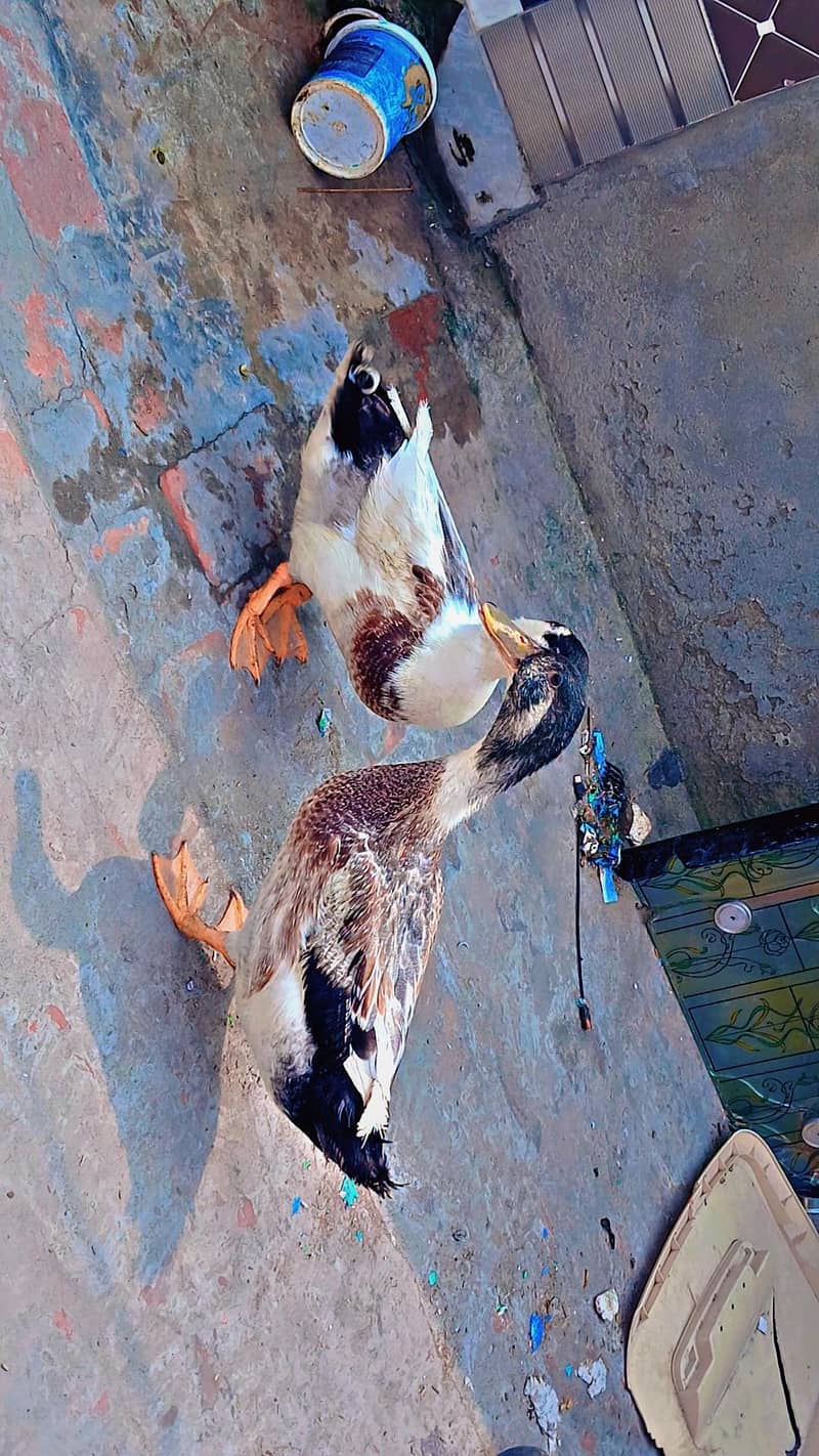 ducks 2