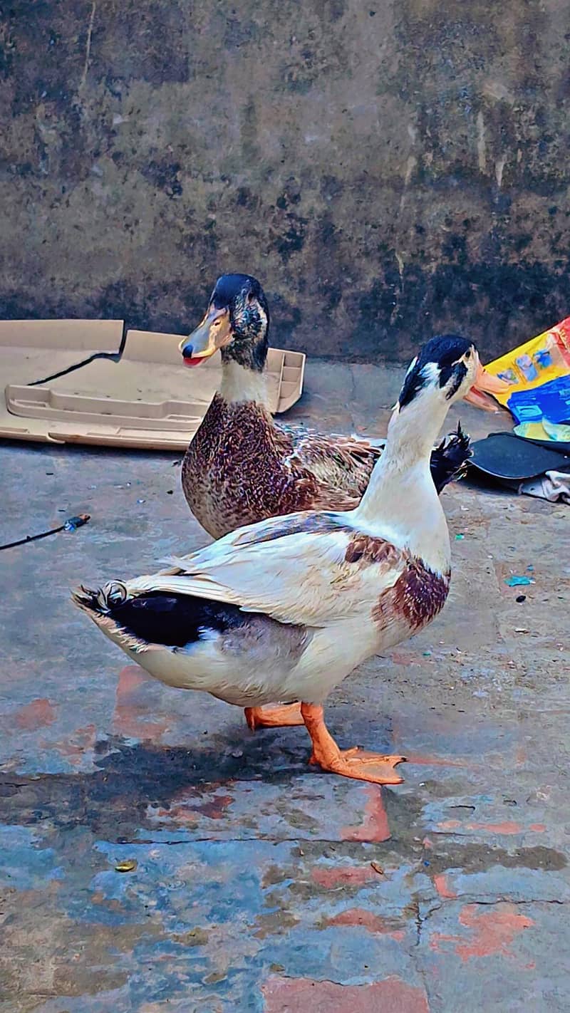 ducks 3