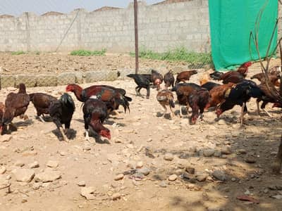 Aseel Murgha Murghi