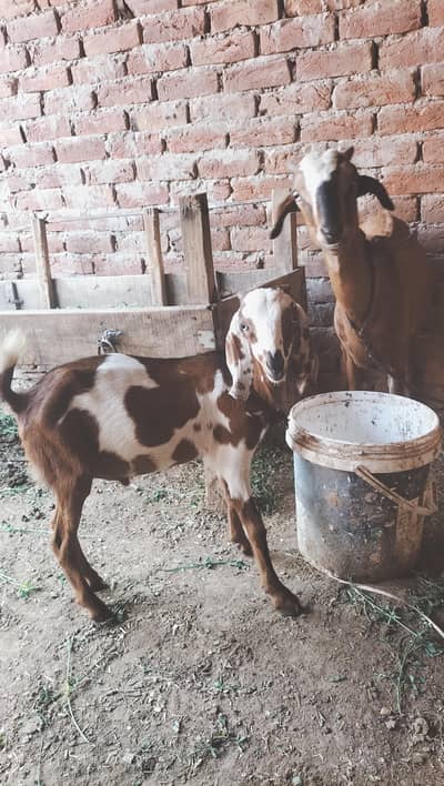 babari tedi bakri ur Sath ma bacha male