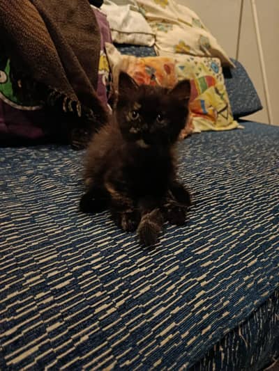 Percain kittens for sale