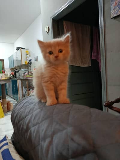 Percain kittens for sale