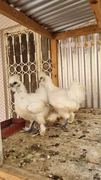 white silkie pair