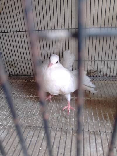 peigions for sale,fancy,mix fancy