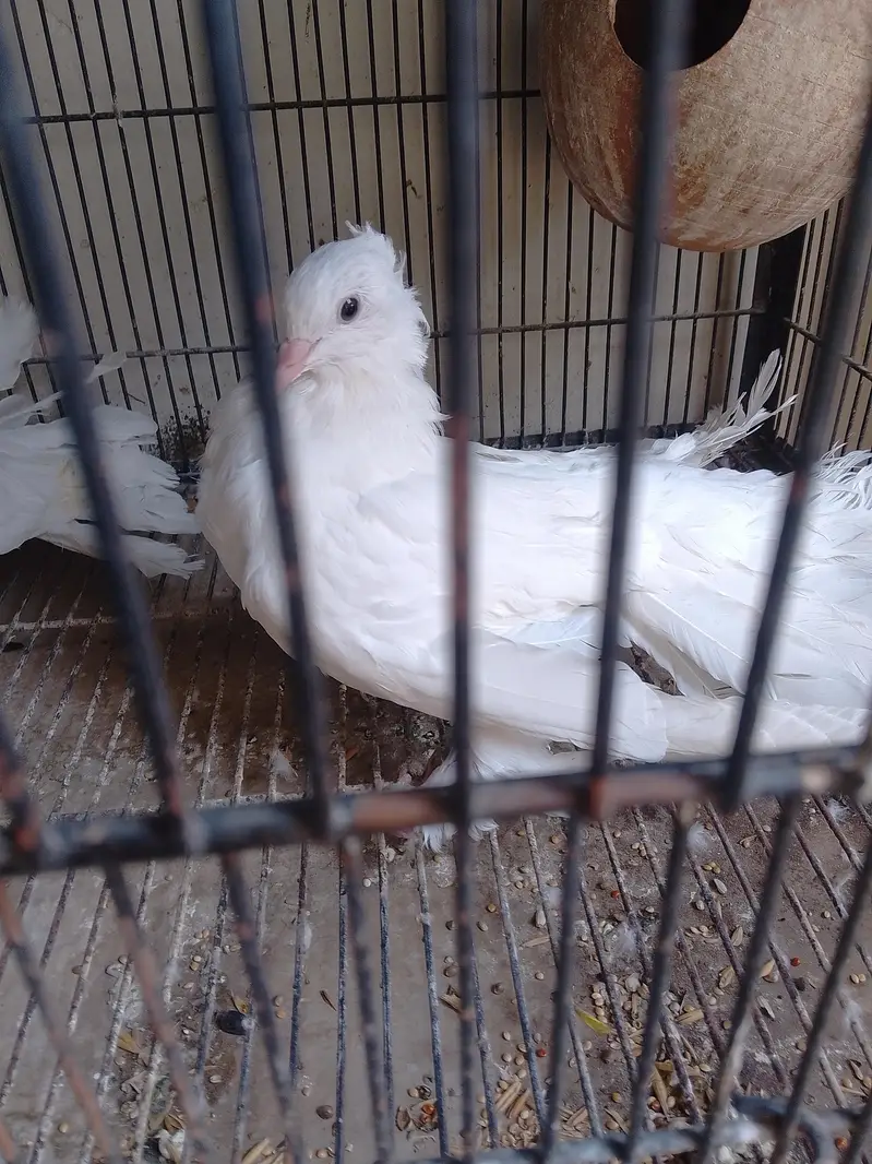 peigions for sale,fancy,mix fancy — photo 2