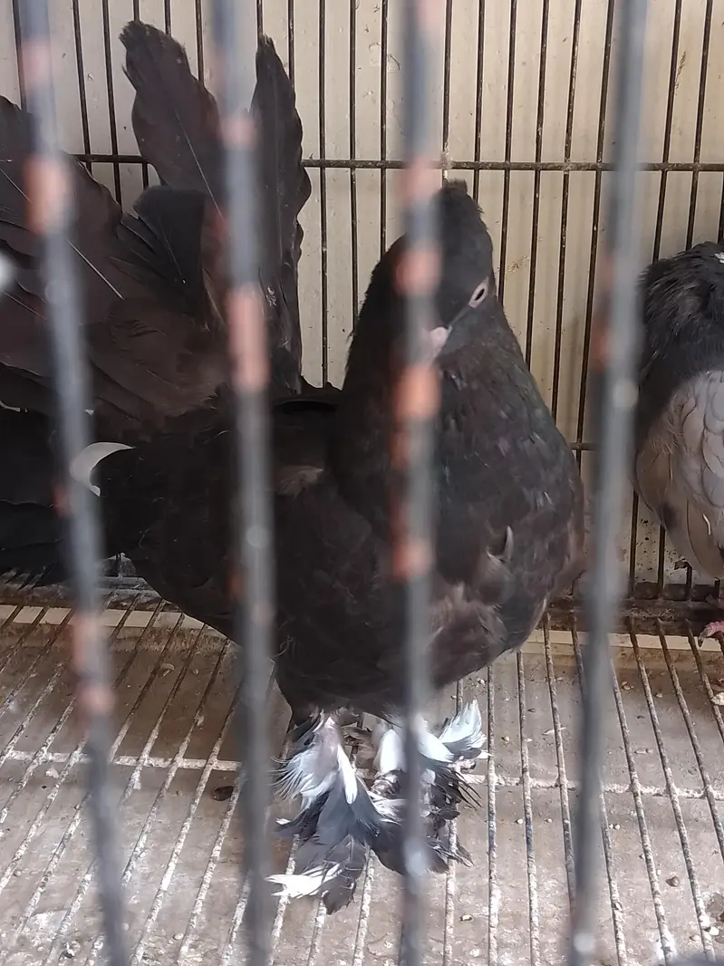peigions for sale,fancy,mix fancy — photo 3