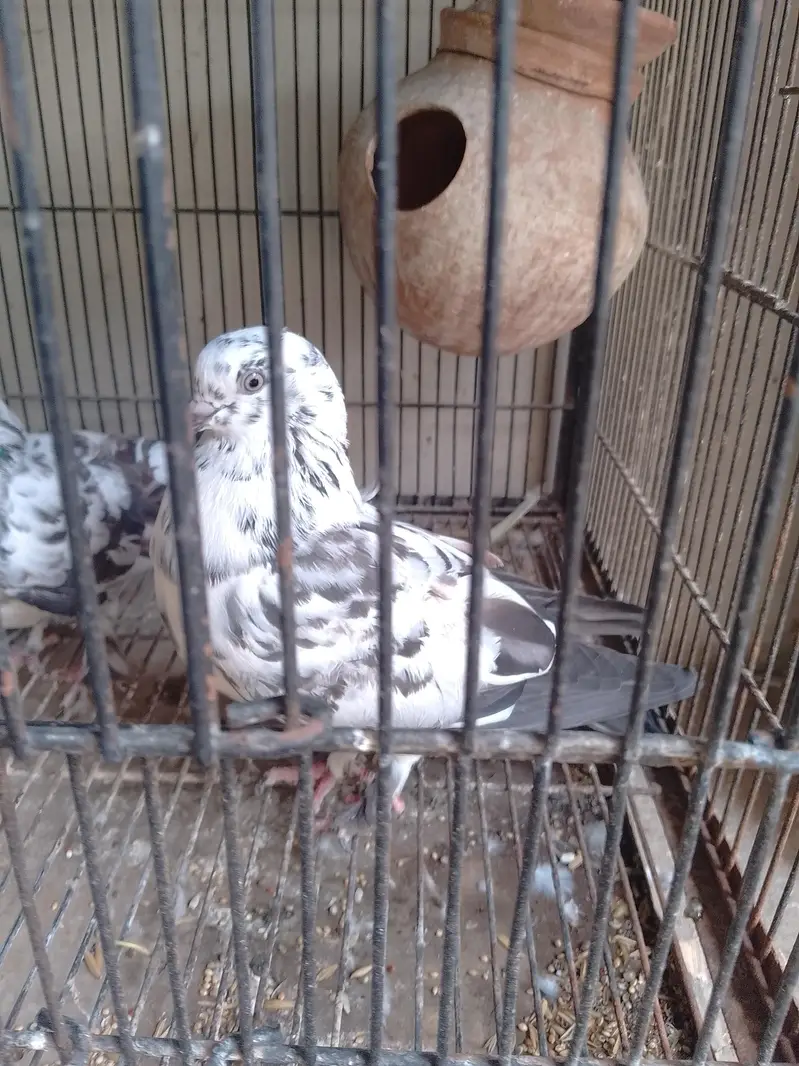 peigions for sale,fancy,mix fancy — photo 8