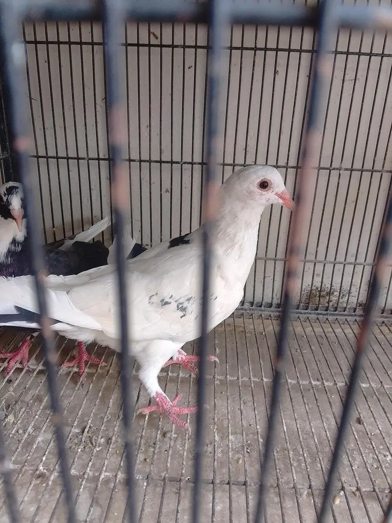 peigions for sale,fancy,mix fancy — photo 10