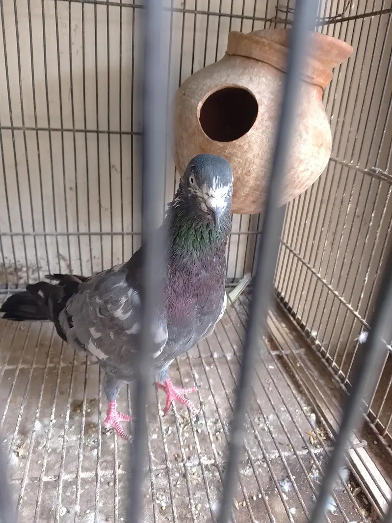 peigions for sale,fancy,mix fancy — photo 12
