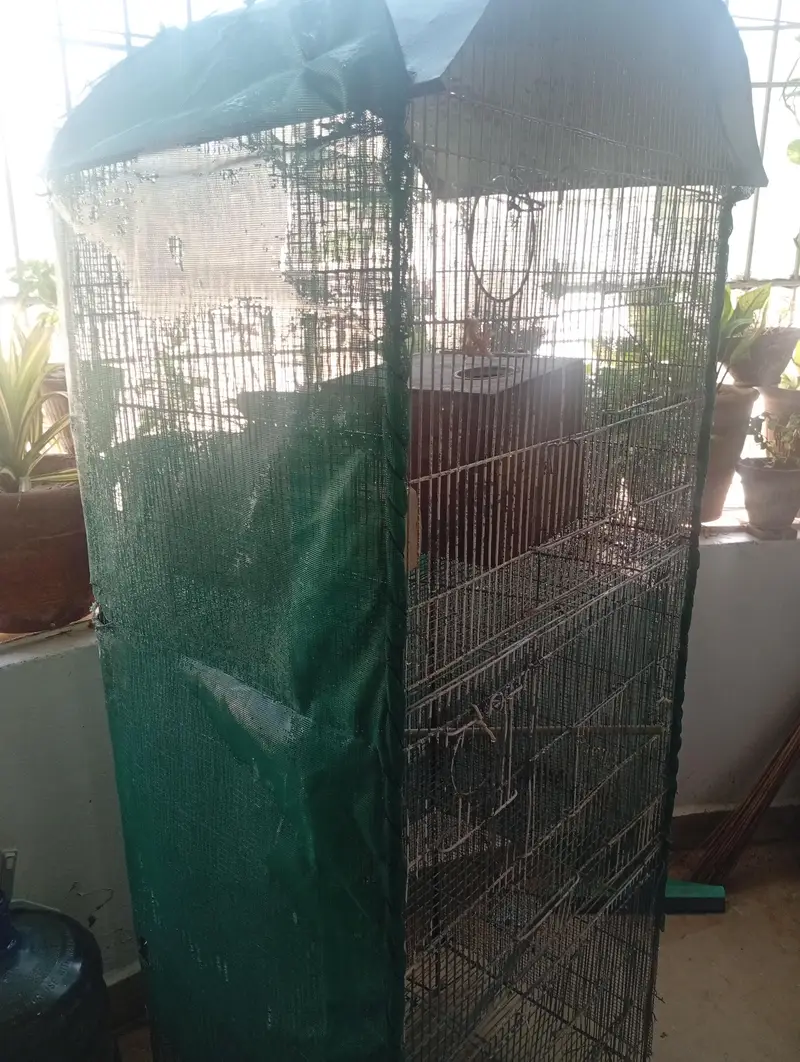 3 Portion Cockatiel, Love Birds or other Birds Cage Available — photo 2