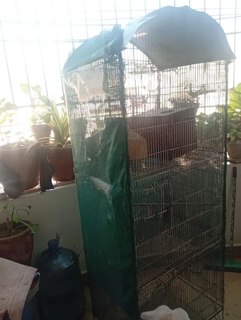 3 Portion Cockatiel, Love Birds or other Birds Cage Available — photo 3