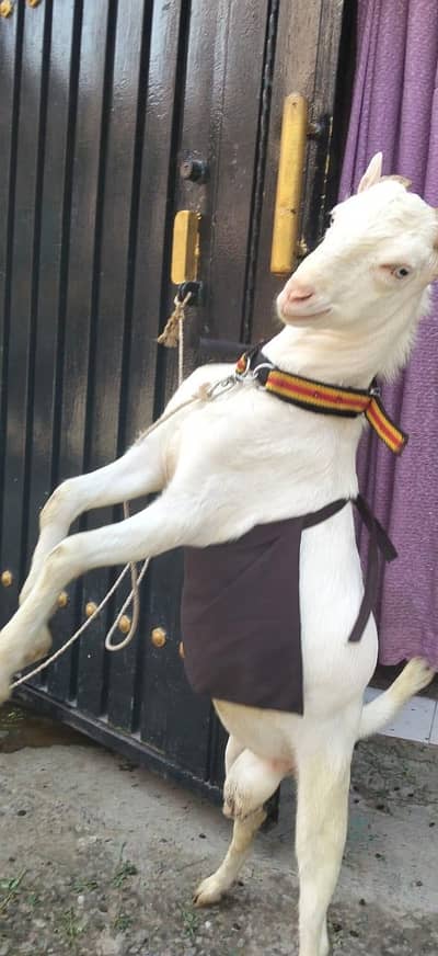 gulabi teda male & turkey breeder pair