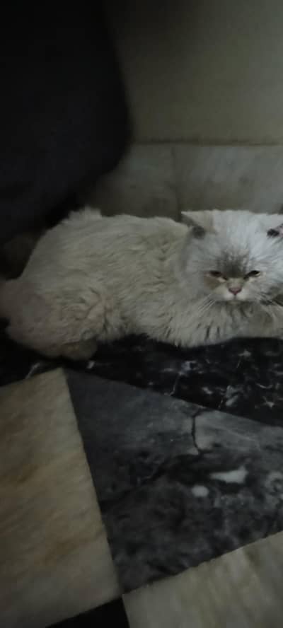 parrsian doll face cate full white