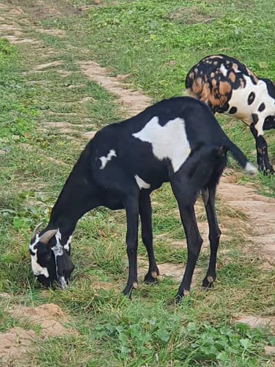 Amritsari beetal