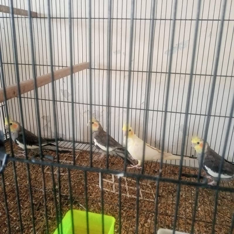 cocktail pair 2