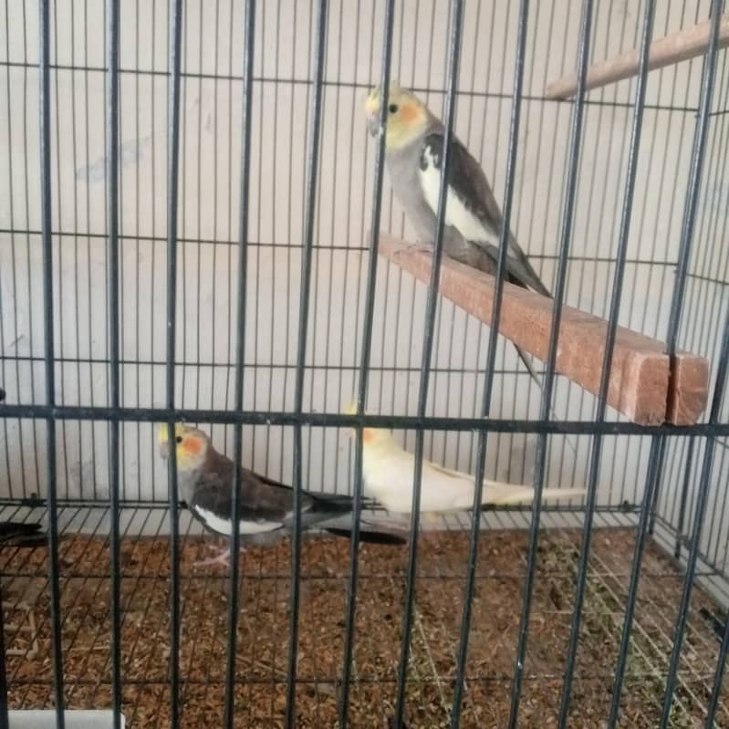 cocktail pair 3