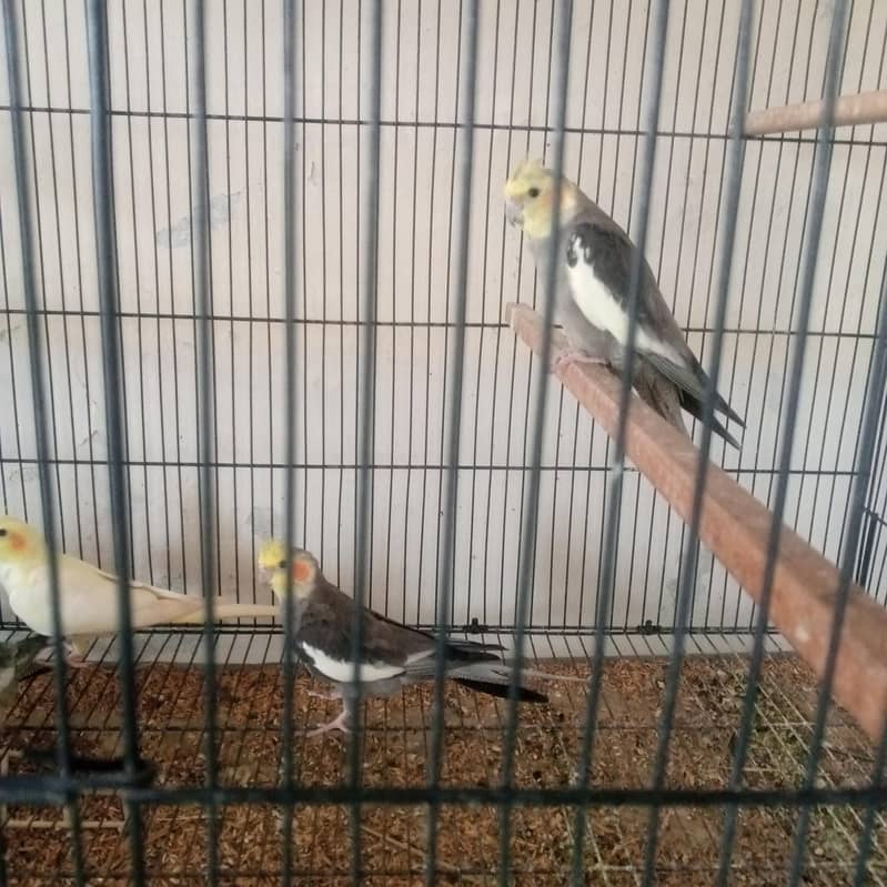 cocktail pair 4
