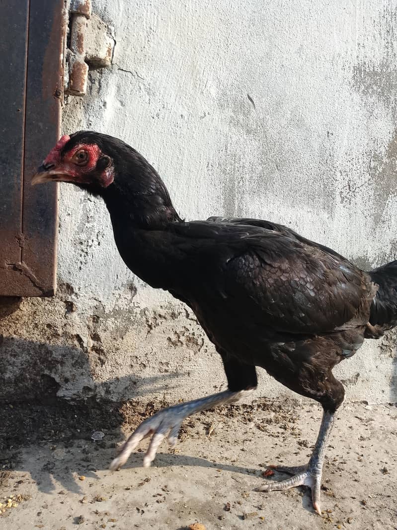 Thai pathi korhak 3
