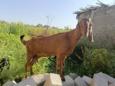 Desi Bakri For Sale - 4 Month Gaban / 4 ماہ کی گبھن بکری