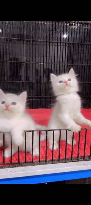 Persian cat for sale male female vaccine ke liye