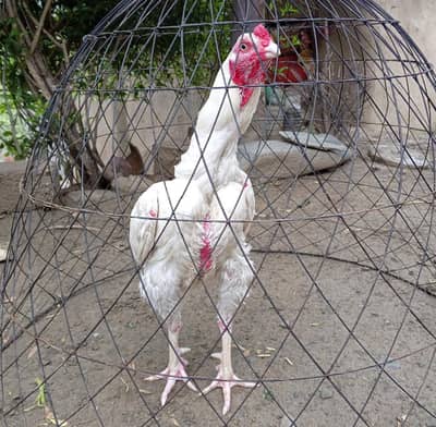 White Heera
