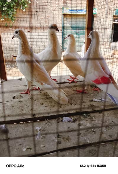 acche kabootar sutra per peace saaf sutri kabootar