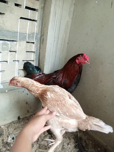 Murga murgi pair top class