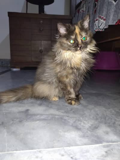 persian kitten semi punch face
