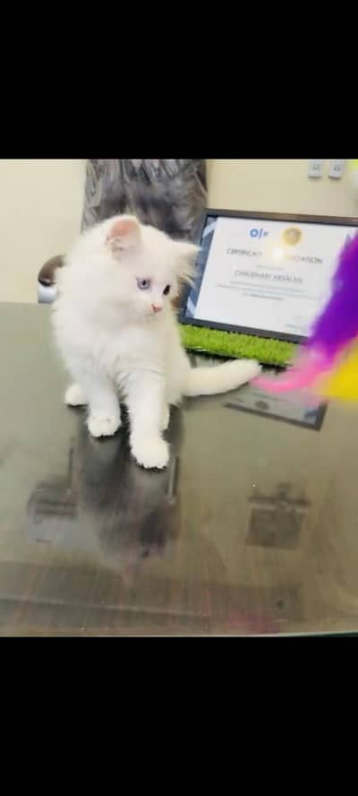 persian cat for sale