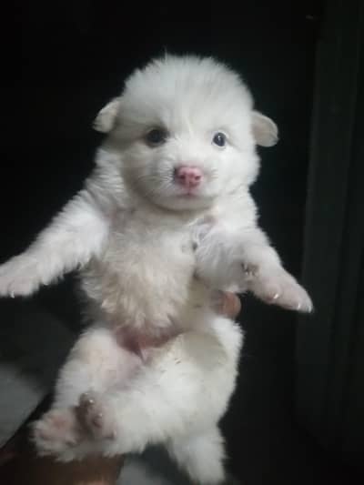 Russian zero size pink nose adorable puppy (03037168210)