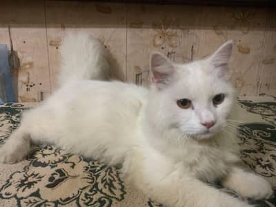 White Persian cat
