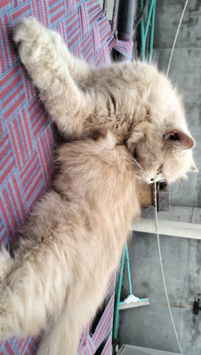 Persian kitten | Siamese | Blue Eyes | white| Cat | Persian | cat