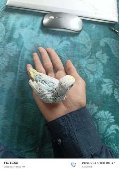 Beautiful Budgie's Chicks For tame
