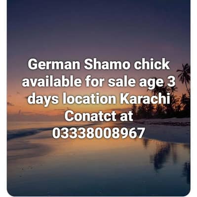 German Shamo chick , white polish and coco polish chicks