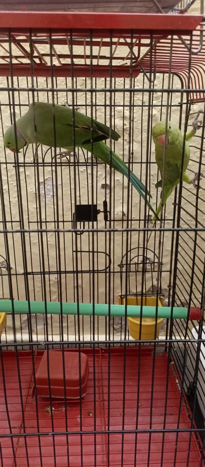 Raw parrots pair bolny Waly hay