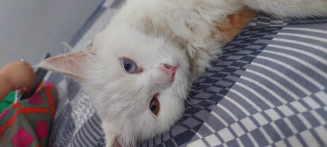 Cat Persian 3 Coated