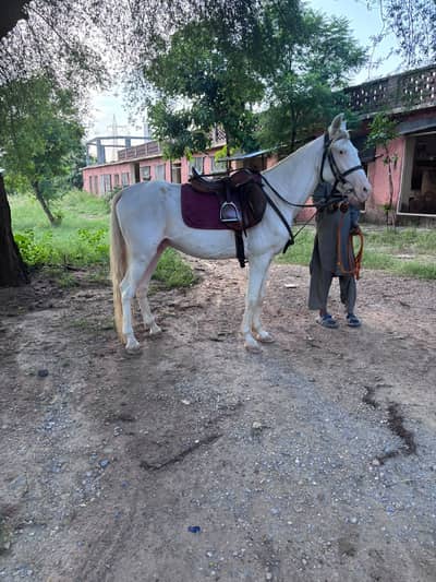  Beautiful Male Nukra Horse for Sale | 58 Inches Height | Untrained