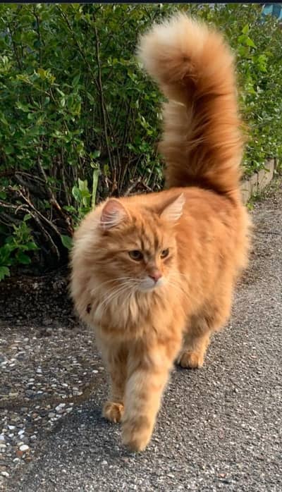 Beautiful Long-Hair Ginger Female Cat for Sale